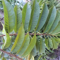 Annona reticulata L.